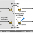 experimental evolution protocol diagram
