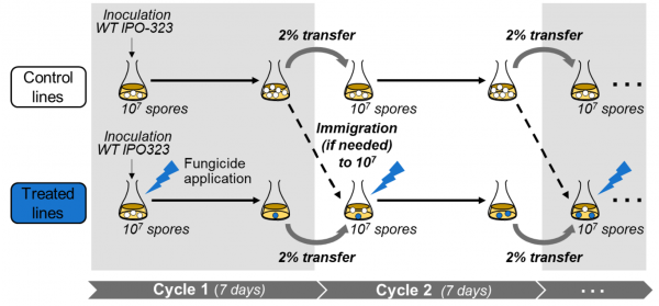 experimental evolution protocol diagram